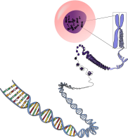 genetics-156404_1280